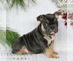 Small #4 French Bulldog