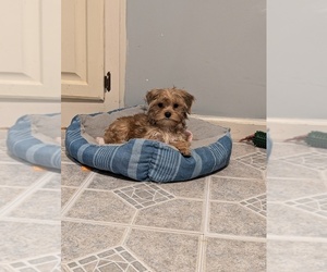 Yorkshire Terrier Puppy for Sale in MILLBROOK, Alabama USA