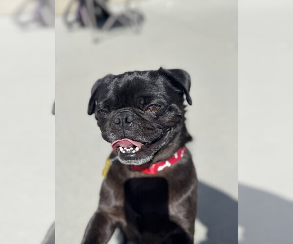 Medium Photo #4 Pug Puppy For Sale in Sandy, UT, USA