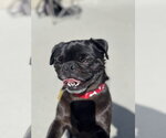 Small #3 Pug