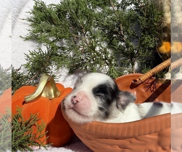 Medium Photo #7 Chihuahua Puppy For Sale in SHERMAN, TX, USA