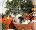 Sky - Female Chihuahua Puppy for Sale - Photo #7
