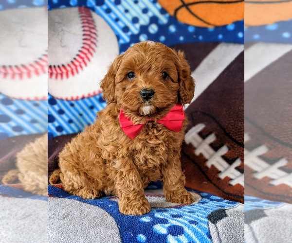 Medium Photo #2 Cavapoo-Poodle (Miniature) Mix Puppy For Sale in NEW PROVIDENCE, PA, USA