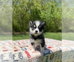 Puppy Koda Pomsky