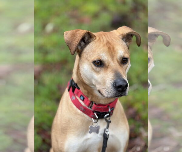 Medium Photo #3 Labrador Retriever-Staffordshire Bull Terrier Mix Puppy For Sale in Bellevue, WA, USA