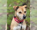 Small #2 Labrador Retriever-Staffordshire Bull Terrier Mix