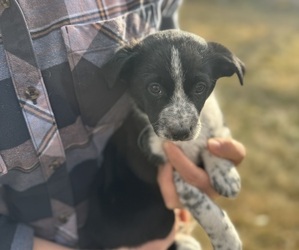 Medium Border-Aussie