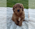 Puppy Capp Goldendoodle (Miniature)
