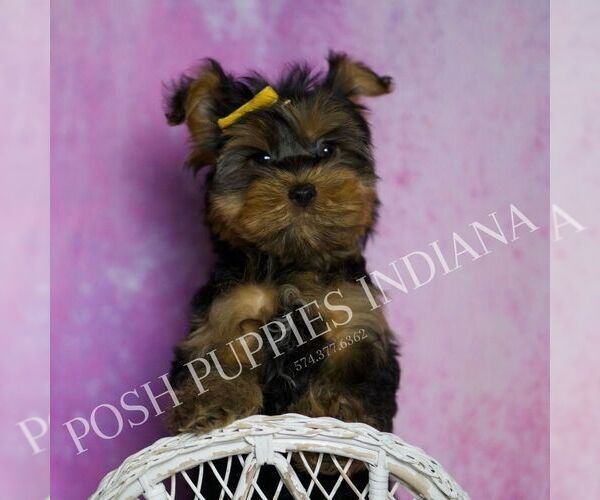 Medium Photo #27 Yorkshire Terrier Puppy For Sale in WARSAW, IN, USA