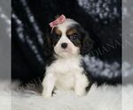 Puppy Tanzie AKC Cavalier King Charles Spaniel
