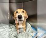 Small #7 Beagle