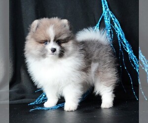 Pomeranian Puppy for sale in ROCK VALLEY, IA, USA