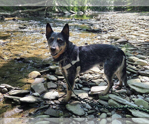 Medium Photo #3 Mutt Puppy For Sale in Garden City, NY, USA