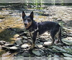 Small #2 Mutt