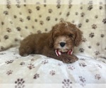 Small #5 Cavapoo