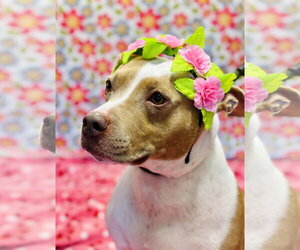 Amber - Female Mutt Dog for Adoption - Photo #2