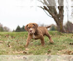 Small Photo #5 English Neo Bull Puppy For Sale in WARSAW, IN, USA