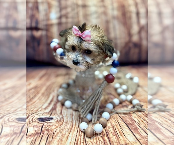 Medium Photo #8 Yo-Chon Puppy For Sale in RIPLEY, MS, USA