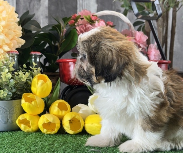 Medium Photo #3 Shih Tzu Puppy For Sale in CANOGA, NY, USA