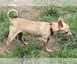 Small #4 Chihuahua