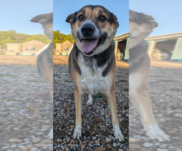 Medium Photo #5 Mutt Puppy For Sale in Evansville, IN, USA