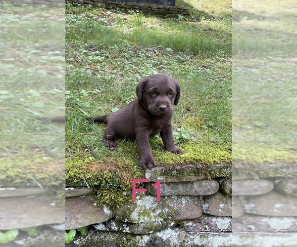Medium Photo #6 Labrador Retriever Puppy For Sale in INEZ, KY, USA
