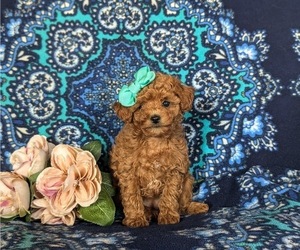 Poodle (Toy) Puppy for sale in PARADISE, PA, USA