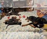Small #4 Doberman Pinscher
