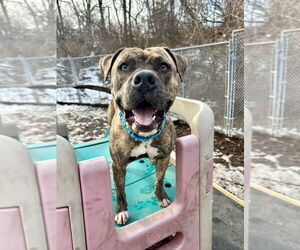 American Staffordshire Terrier Dogs for adoption in Lawrenceville, NJ, USA