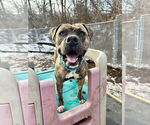 Small American Staffordshire Terrier