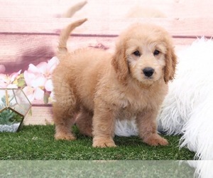 Goldendoodle Puppy for sale in MARIETTA, GA, USA