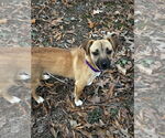 Small #3 Mutt