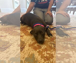 American Pit Bull Terrier Dogs for adoption in Holly Springs, NC, USA