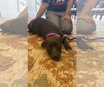 Small American Pit Bull Terrier