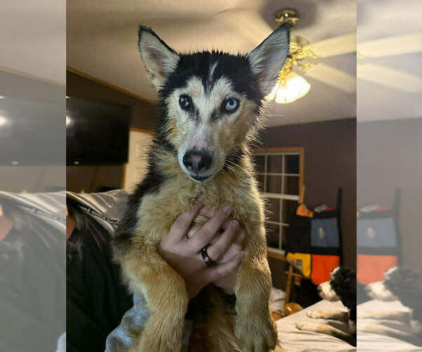 Medium Photo #4 Gerberian Shepsky Puppy For Sale in Aurora, IN, USA