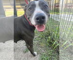 Small #2 American Pit Bull Terrier Mix