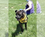 Small #8 American Staffordshire Terrier-Boxer Mix