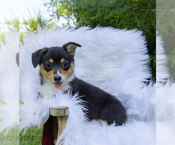 Medium Photo #14 Pembroke Welsh Corgi Puppy For Sale in NEW DOUGLAS, IL, USA