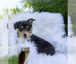 Small Photo #14 Pembroke Welsh Corgi Puppy For Sale in NEW DOUGLAS, IL, USA