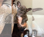 Small Photo #2 French Bulldog Puppy For Sale in LAKEWOOD, CA, USA