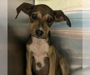 Black Mouth Cur-Unknown Mix Dogs for adoption in San Antonio, TX, USA