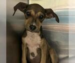 Small Black Mouth Cur Mix