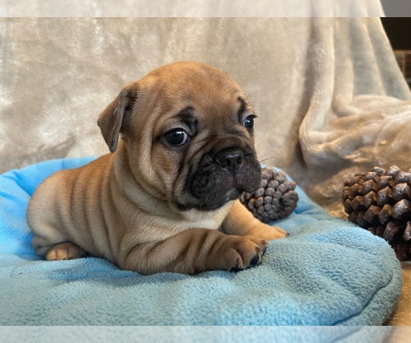 Medium Photo #1 French Bulldog Puppy For Sale in MIDDLEBURG, FL, USA