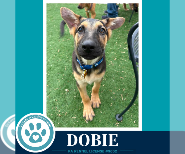 Medium Photo #4 German Shepherd Dog Puppy For Sale in Kimberton, PA, USA