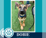 Small #3 German Shepherd Dog