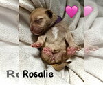 Small #2 Staffordshire Bull Terrier Mix