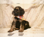 Small Photo #5 Bernedoodle Puppy For Sale in FARGO, ND, USA