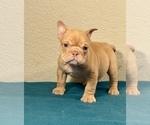 Small Photo #6 English Bulldog Puppy For Sale in PHILADELPHIA, PA, USA