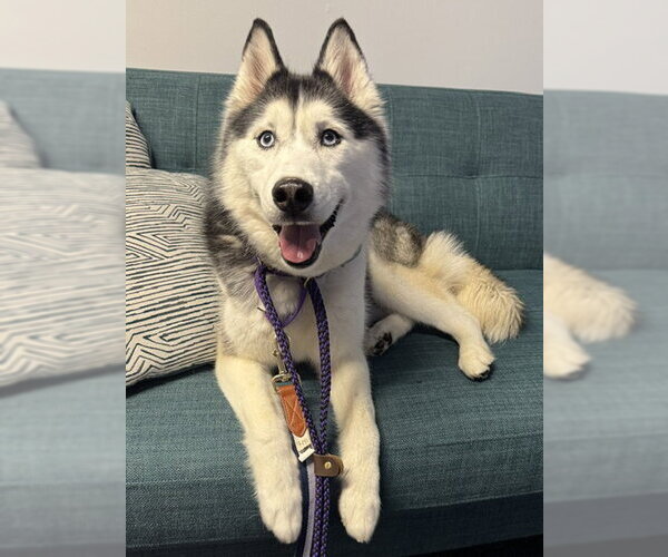 Medium Photo #2  Puppy For Sale in , 
