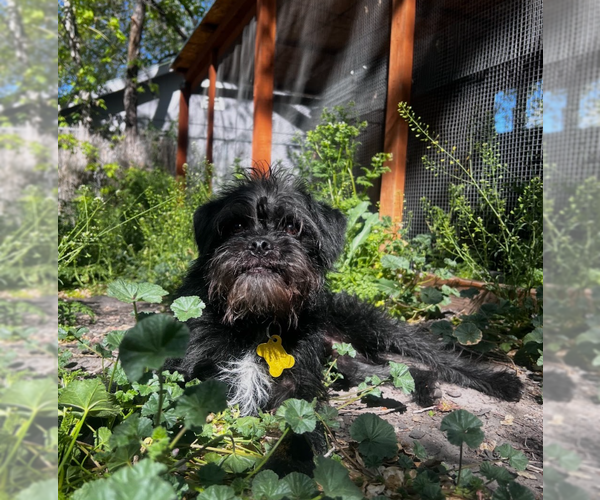 Medium Photo #6 Pug-A-Poo Puppy For Sale in Sandy, UT, USA